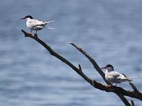 Sterna hirundo 51, Visdief, Saxifraga-Bart Vastenhouw