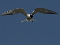 Sterna hirundo 52, Visdief, Saxifraga-Jan van der Straaten