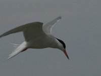 Sterna hirundo 53, Visdief, Saxifraga-Jan van der Straaten