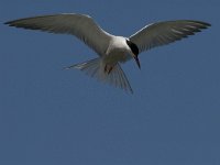 Sterna hirundo 54, Visdief, Saxifraga-Jan van der Straaten