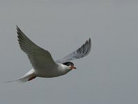 Sterna hirundo 55, Visdief, Saxifraga-Jan van der Straaten