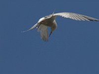 Sterna hirundo 56, Visdief, Saxifraga-Jan van der Straaten