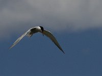 Sterna hirundo 57, Visdief, Saxifraga-Jan van der Straaten