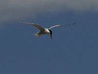 Sterna hirundo 58, Visdief, Saxifraga-Jan van der Straaten