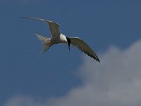 Sterna hirundo 59, Visdief, Saxifraga-Jan van der Straaten