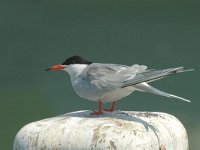 Sterna hirundo 6, Visdief, Saxifraga-Jan van der Straaten