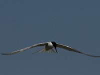 Sterna hirundo 63, Visdief, Saxifraga-Jan van der Straaten