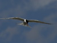 Sterna hirundo 64, Visdief, Saxifraga-Jan van der Straaten