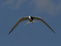 Sterna hirundo 65, Visdief, Saxifraga-Jan van der Straaten