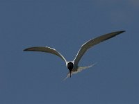 Sterna hirundo 66, Visdief, Saxifraga-Jan van der Straaten