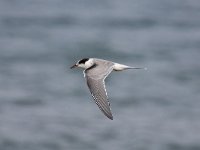 Sterna hirundo 67, Visdief, Saxifraga-Bart Vastenhouw