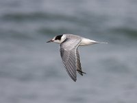 Sterna hirundo 68, Visdief, Saxifraga-Bart Vastenhouw