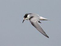 Sterna hirundo 69, Visdief, Saxifraga-Bart Vastenhouw