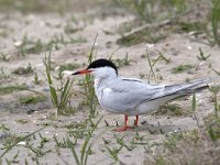 Sterna hirundo 7, Visdief, Saxifraga-Luc Hoogenstein