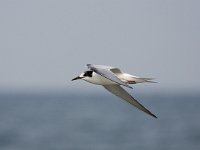 Sterna hirundo 70, Visdief, Saxifraga-Bart Vastenhouw