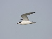 Sterna hirundo 71, Visdief, Saxifraga-Bart Vastenhouw