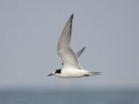 Sterna hirundo 72, Visdief, Saxifraga-Bart Vastenhouw