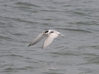 Sterna hirundo 73, Visdief, Saxifraga-Bart Vastenhouw