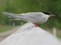 Sterna hirundo 75, Visdief, Saxifraga-Mark Zekhuis