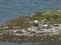 Sterna hirundo 76, Visdief, Saxifraga-Willem van Kruijsbergen