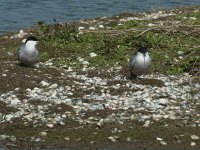 Sterna hirundo 77, Visdief, Saxifraga-Willem van Kruijsbergen