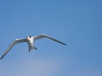 Sterna hirundo 78, Visdief, Saxifraga-Jelmer Reyntjes : Sterna hirundo, visdief