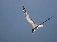 Sterna hirundo 79, Visdief, Saxifraga-Hans Dekker