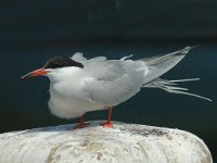 Sterna hirundo 8, Visdief, Saxifraga-Jan van der Straaten