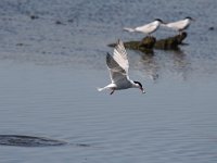 Sterna hirundo 80, Visdief, Saxifraga-Dirk Hilbers