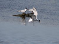 Sterna hirundo 81, Visdief, Saxifraga-Dirk Hilbers