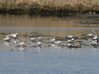 Sterna hirundo 82, Visdief, Saxifraga-Dirk Hilbers