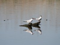 Sterna hirundo 83, Visdief, Saxifraga-Dirk Hilbers