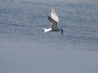 Sterna hirundo 84, Visdief, Saxifraga-Dirk Hilbers