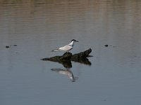 Sterna hirundo 85, Visdief, Saxifraga-Dirk Hilbers