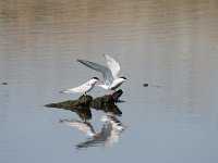 Sterna hirundo 86, Visdief, Saxifraga-Dirk Hilbers