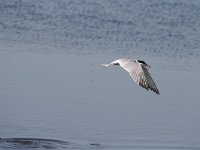 Sterna hirundo 87, Visdief, Saxifraga-Dirk Hilbers