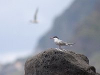 Sterna hirundo 88, Visdief, Saxifraga-Mark Zekhuis