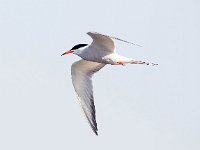 Sterna hirundo 89, Visdief, Saxifraga-Bart Vastenhouw