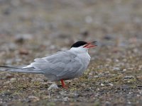 Sterna hirundo 9, Visdief, Saxifraga-Luc Hoogenstein