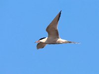 Sterna hirundo 90, Visdief, Saxifraga-Bart Vastenhouw