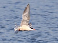 Sterna hirundo 91, Visdief, Saxifraga-Bart Vastenhouw