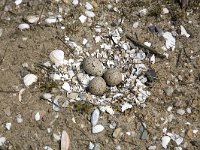 Nest Visdief  Nest with three eggs of the Common Tern (Sterna hirundo), Alblasserdam, South-Holland, Netherlands : Alblasserdam, Common tern, Dutch, Europe European, Holland, Netherlands, South-Holland Zuid-Holland, Sterna hirundo, avifauna bird, breed breeding, color, colour, horizontal, nature natural, nest nesting