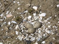 Nest Visdief  Nest with three eggs of the Common Tern (Sterna hirundo), Alblasserdam, South-Holland, Netherlands : Alblasserdam, Common tern, Dutch, Europe European, Holland, Netherlands, South-Holland Zuid-Holland, Sterna hirundo, avifauna bird, breed breeding, color, colour, horizontal, nature natural, nest nesting