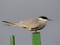 Sterna hirundo 95, Visdief, Saxifraga-Luuk Vermeer