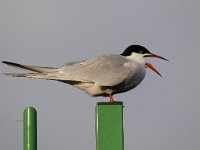 Sterna hirundo 99, Visdief, Saxifraga-Luuk Vermeer