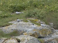 Sterna paradisaea 100, Noordse stern, Saxifraga-Willem van Kruijsbergen