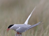 Sterna paradisaea 12, Noordse stern, Saxifraga-Luc Hoogenstein : Engeland, England, Farne Isles, sea bird, sea birds, vogel, zeevogel, zeevogels