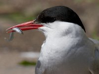 Noordse Stern; Sterna paradisaea; Arctic Tern  Noordse Stern; Sterna paradisaea; Arctic Tern : Arctic tern, Engeland, England, Farne Isles, Lesser sand eel, Sterna paradisaea, bird, head, kop, noordse stern, paal, paaltje, portrait, portret, prey, prooi, sea bird, sea birds, stern, sternachtige, tern, vis, vogel, white, wit, zandspiering, zeevogel, zeevogels