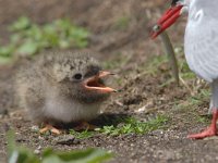 Noordse Stern; Sterna paradisaea; Arctic Tern  Noordse Stern; Sterna paradisaea; Arctic Tern : Arctic tern, Engeland, England, Farne Isles, Lesser sand eel, Sterna paradisaea, bird, chick, head, kop, kuiken, noordse stern, paal, paaltje, portrait, portret, prey, prooi, sea bird, sea birds, stern, sternachtige, tern, vis, vogel, white, wit, zandspiering, zeevogel, zeevogels