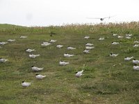 Sterna paradisaea 30, Noordse stern, Saxifraga-Rob Felix : Animalia, Aves, Chordata, animal, bird, dier, dieren, gewervelde dieren, vertebraat, vertebrate, vogel, vogels